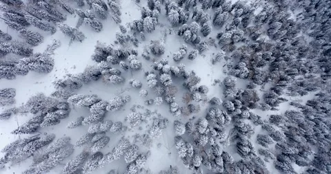 4K drone shot pines trees covered by snow Stock Footage 292647917
