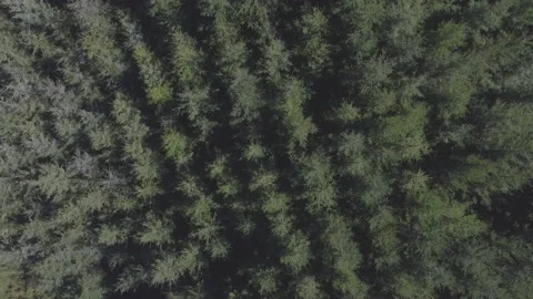 4K Drone Shot Trees from above Stock Footage 149540594