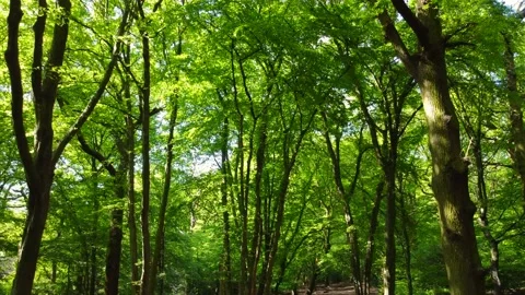 4k drone shot under a forest canopy with dappled sunlight through green leaves Stock Footage 155698598