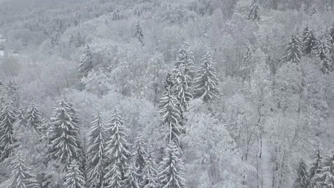 4K Drone Shot Winter Forest Trees Stock Footage 149536211