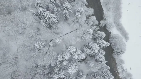 4K Drone Shot Winter Trees From Above Stock Footage 149535009