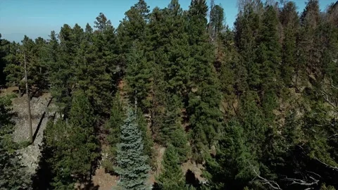 4k Drone slowly Tree Ariel View 動画素材 142767370