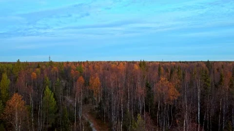 4K Drone Soaring over an autumn forest with fallen leaves, at sunset. Stock Footage 165455598