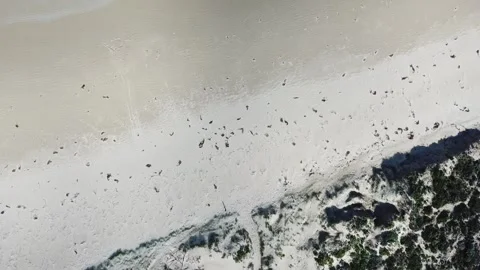 4K Drone Top Down Sandy Beach Waves Video stock 241375425