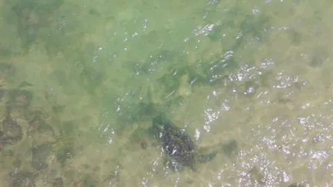 4K Drone Top Down Shot of Sea Turtle Swimming in Clear Shallow Waters Mirissa Stock Footage 317246824