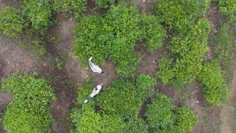 4K Drone Top-Down Tracking Shot of White Goats Eating Tea Leaves on Estate Stock Footage 318370557