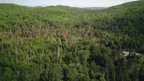 4K Drone Tracking Shot over Deep Wilderness Ravine and Forest Stream Stock Footage 345426574