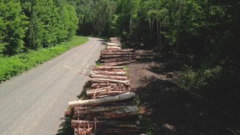 4K Drone Tracking Shot over Timber Log Piles and Logging Skidder Machinery Stock Footage 345426580