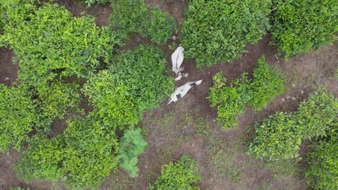 4K Drone Tracking Shot of Two White Goats Grazing in Old Tea Estate Stock Footage 318363911