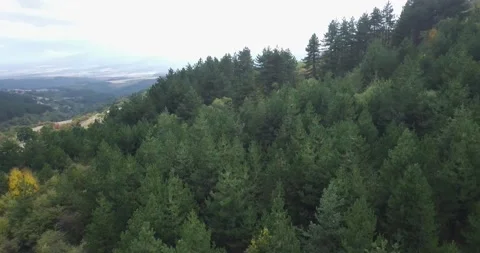 4k drone vide above pine forest Stock Footage 167851982