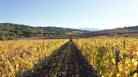 4K Drone video camera moving between two rows of vine on summer evening Video stock 158920456