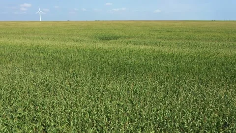 4k drone video of corn field. Agriculture. Taking corns blooming Stock Footage 197553997