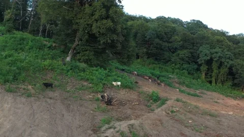 4K. Drone video of cows grazing . Stock Footage 146316644