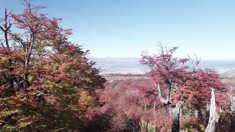 4K drone video flying over an incredible Lenga (beech) forest in autumn Stock Footage 249605298