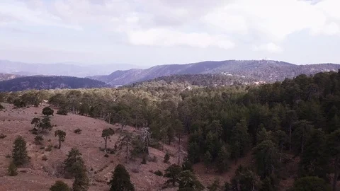4k Drone video flying slowly over a Pine forest Stock Footage 88094992