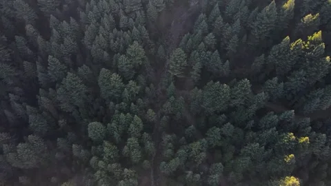 4k drone video of forest in toli peer kashmir AJK Vidéo 345025091