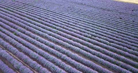 4K Drone video of lavender 01 Video stock 140810885