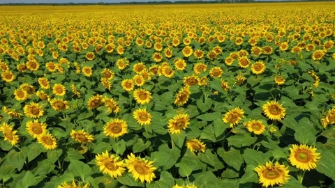 4k drone video of sunflower field. Agriculture. Aerial view of sunflowers Stock Footage 178977947
