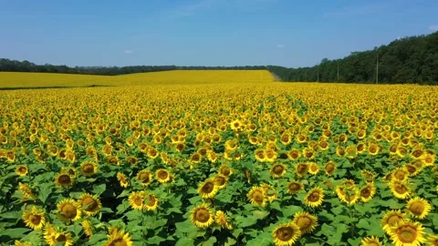 4k drone video of sunflower field. Agriculture. Aerial view of sunflowers Stock Footage 199409382