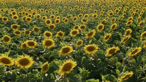 4K drone video of sunflower field on a sunny day. Slow camera movement forward Stock Footage 202632872