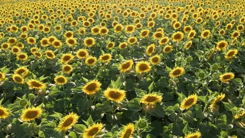 4K drone video of sunflower field on a sunny day. Fast camera movement backwards Stock Footage 202632874