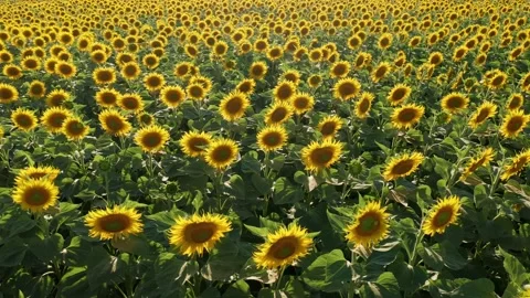 4K drone video of sunflower field on a sunny day. Slow camera movement sideways Stock Footage 202632884