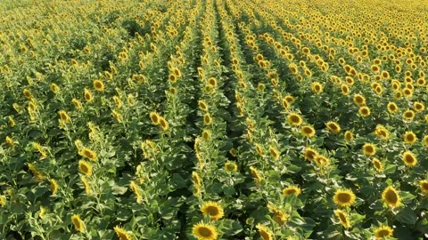 4K drone video of sunflower field on a sunny day. Fast camera movement forward Stock Footage 202632885