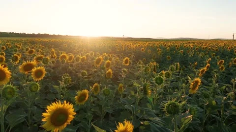 4K drone video of sunflower field on a sunny day. Fast camera movement forward Stock Footage 202632980