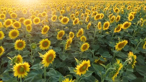 4K drone video of sunflower field on a sunny day. Slow camera movement sideways Stock Footage 202633237