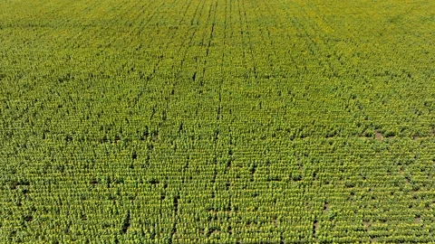 4k drone video of sunflower field. Backlight.  Agriculture. Aerial view Stock Footage 247430197