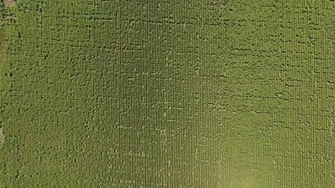 4k drone video of sunflower field. Top down.  Agriculture. Aerial view Stock Footage 259797345