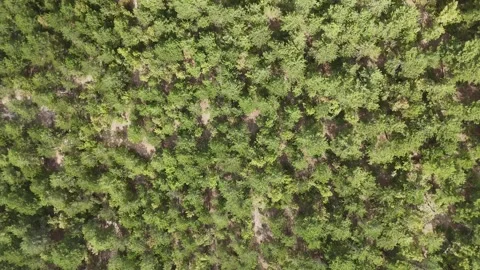 4k Drone Video, by turning axis top of the pine tree forest Stock Footage 286050629