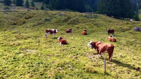 4K Drone View Alpine Cows Resting On Mountain Pasture 스톡 사진