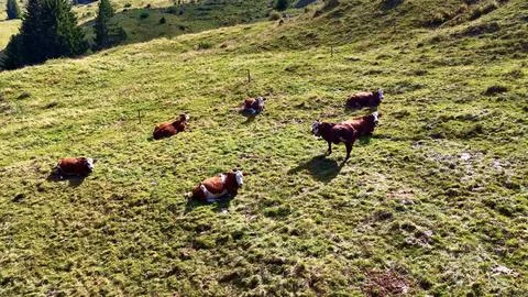 4K Drone View Cows Resting On Alpine Meadow Pasture Stock-Fotos