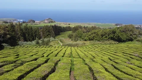 4K drone view of green tea plantations on Sao Miguel island Stock Footage 340016631