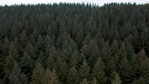 4K Drone View Over Autumn Trees in the Forest of Dean Stock Footage 321448966