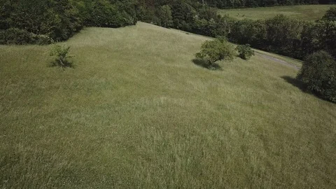 4K Drone View over grass landscape with tree. Stock Footage 90772277