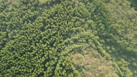 4K Drone View over Lush Trees on a Slope of Hallasan, Jeju Volcanic Island Stock Footage 143863392