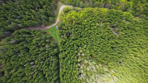 4K drone view over mountain forest with winding stream – cinematic aerial nature Stock Footage 343853050