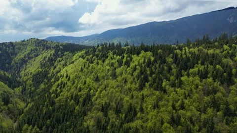4K drone view over mountain pine forest – cinematic aerial nature Stock Footage 343853069