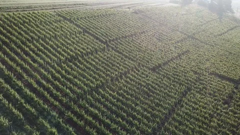 4K Drone View over Vineyard, Grapes, and vine with sunrise and fog, misty. 스톡 동영상 90772247