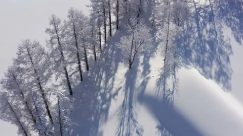4k drone view of trees in winter  Niseko Hokkaido Japan Stock Footage 205245896