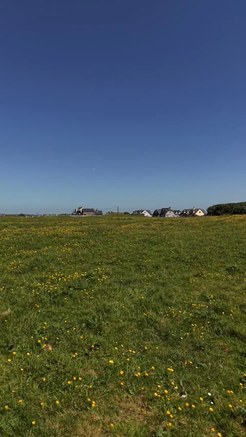 4K Drone View of Wildflower Meadow and Rural Path Under Blue Sky Vidéo 335621021