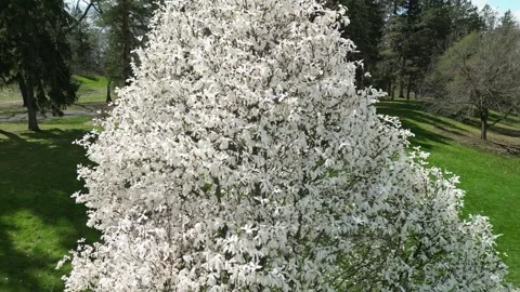 4K Drone Views of Cherry/ Apple Blossom trees in a Sunny Hillside Park Stock Footage 314215744