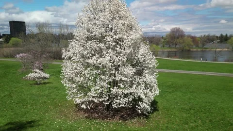 4K Drone Views of Cherry/ Apple Blossom trees in a Sunny Hillside Park Stock Footage 314215749