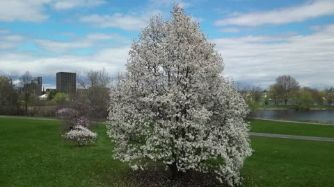 4K Drone Views of Cherry/ Apple Blossom trees in a Sunny Hillside Park Stock Footage 314216011