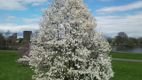4K Drone Views of Cherry/ Apple Blossom trees in a Sunny Hillside Park Stock Footage 314216036