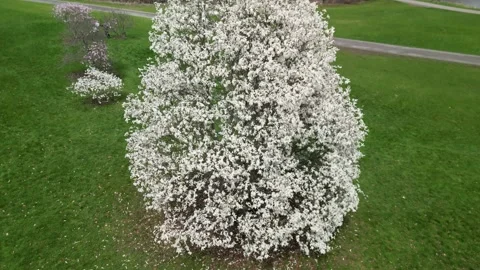 4K Drone Views of Cherry/ Apple Blossom trees in a Sunny Hillside Park Stock Footage 314216060