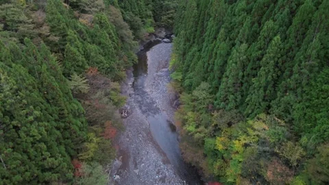 4K Drop Down by River in a Green Pine Trees Forest in Autumn by Drone 스톡 동영상 257798339