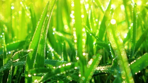 4K drops of dew of green grass Stock Footage 80340569